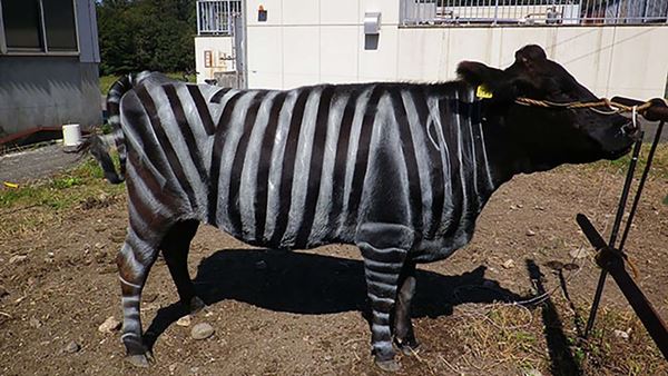 Britânicos e a Zebraficação Bovina